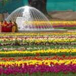 Tulip Garden Srinagar