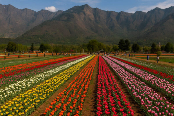Book Kashmir Tour and Travels | LTC, Group & Corporate offers