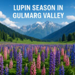 Lupin Season in Gulmarg Valley