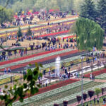 Tulip Garden Opening Date