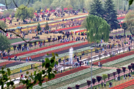 Tulip Garden Opening Date – 2026 | Tulip Festival Kashmir 2026